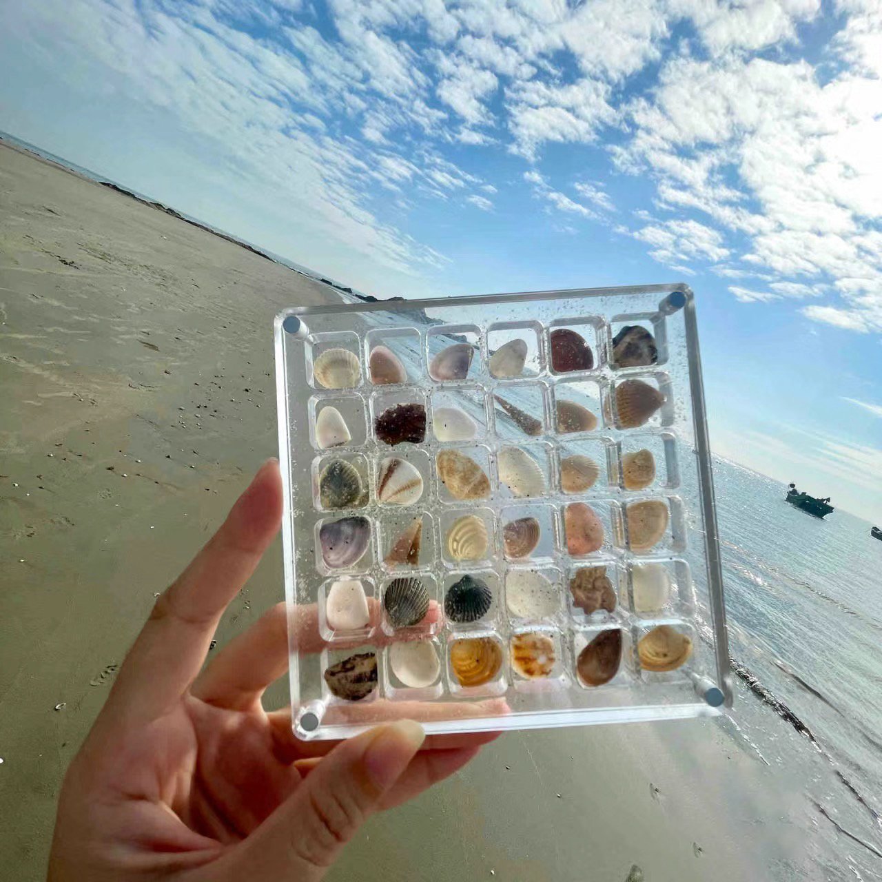 (⭐️⭐️⭐️⭐️⭐️2024 Spring Hot Sale🎁)-Acrylic Magnetic Seashell Display Box