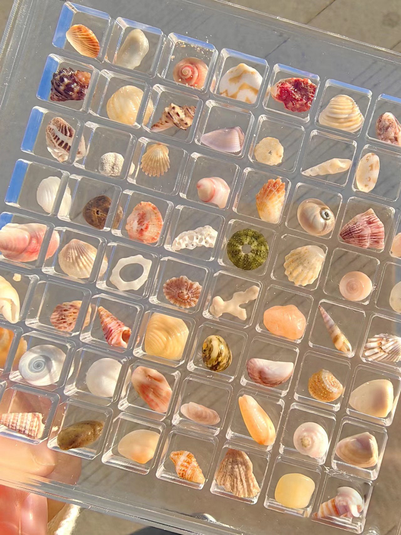 (⭐️⭐️⭐️⭐️⭐️2024 Spring Hot Sale🎁)-Acrylic Magnetic Seashell Display Box